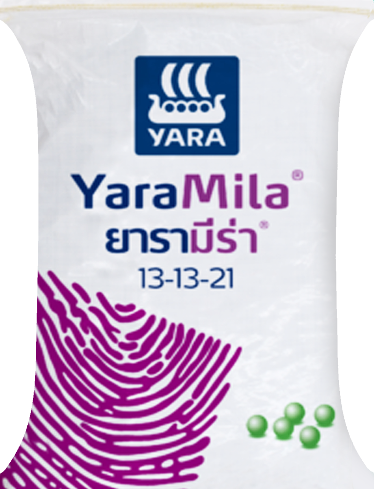 13-13-21 เรือใบยารา