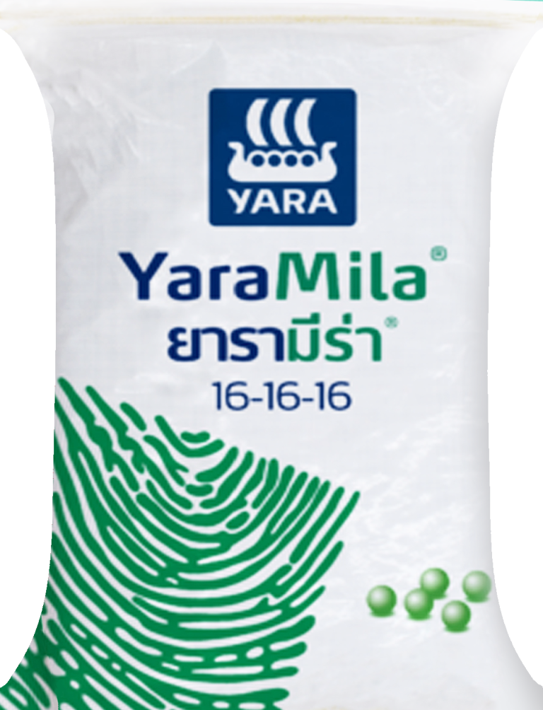 16-16-16 เรือใบ-ยารา