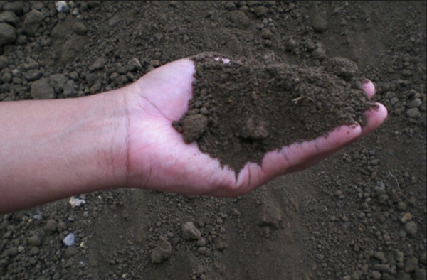 ดินปลูกต้นไม้